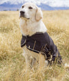 Happy looking dog wearing  EMF protective dog coat Blokka outdoors