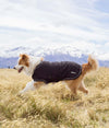 A dog wearing a black protective winter coat designed to protect against EMF radiation, running in a field with a mountainous background