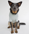 Dog wearing grey EMF protective vest Blokka Amberley