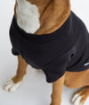 Dog wearing EMF protective vest Blokka Amberley Black