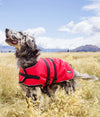 Dog standing outdoors and wearing red EMF protective dog coat Blokka
