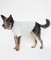 Dog wearing the Blokka EMF shielding dog vest in grey color