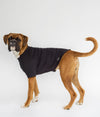 Dog wearing EMF protective dog vest Blokka in black color