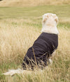 Dog in a field in EMF shielding winter dog coat Blokka